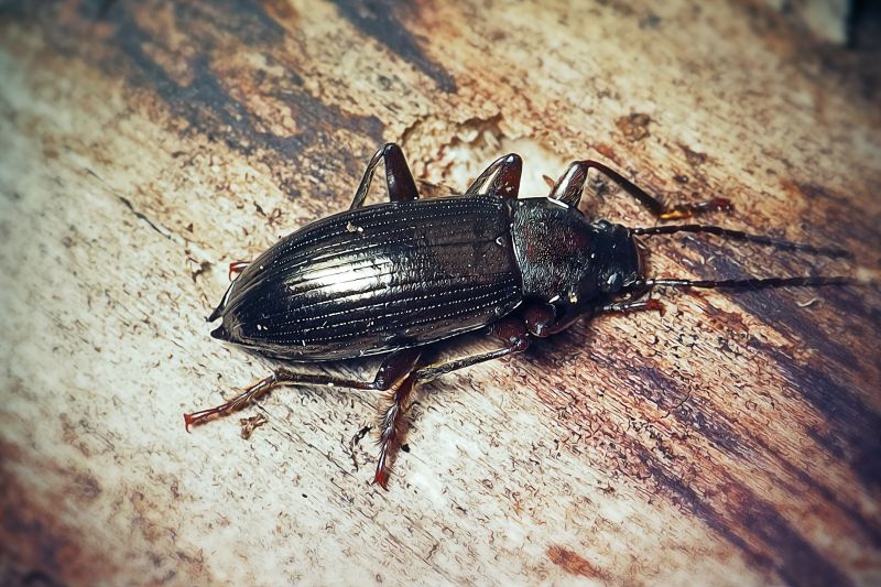 Carpet Beetle Extermination in Frisco, TX