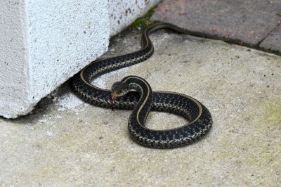 Reduces the risk of infestation.