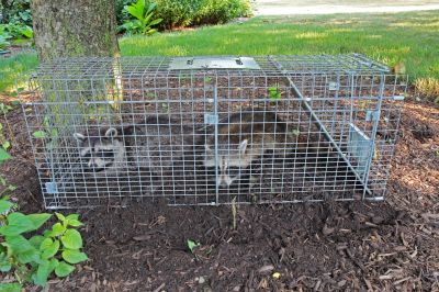 Common Wildlife Problems Homeowners Face