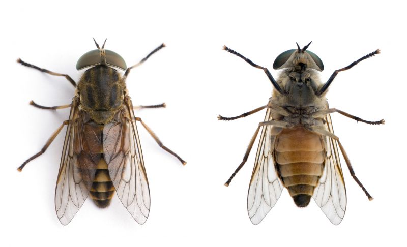 Fly Pest Control in Arlington, TX
