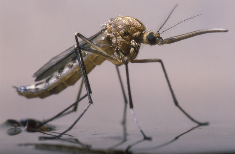 Mosquitoes Pest Control in Katy, TX