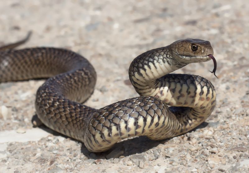 Snakes Near Your Property: What Attracts Them And When Removal Is Necessary