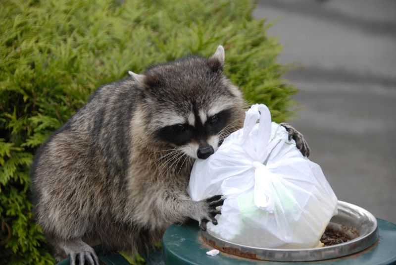 Raccoon in Tree