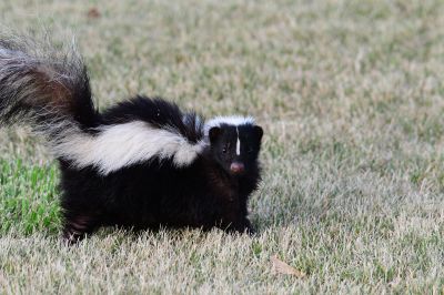 Skunk Sightings