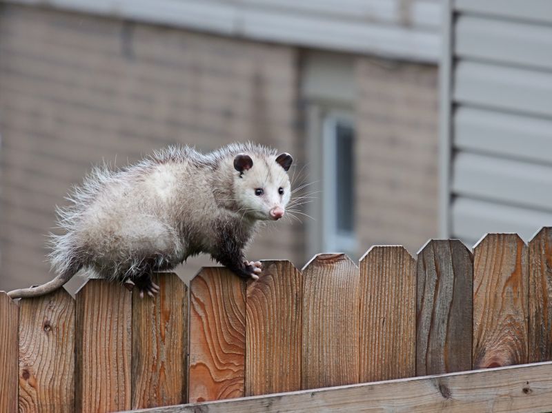 Opossum in Attic